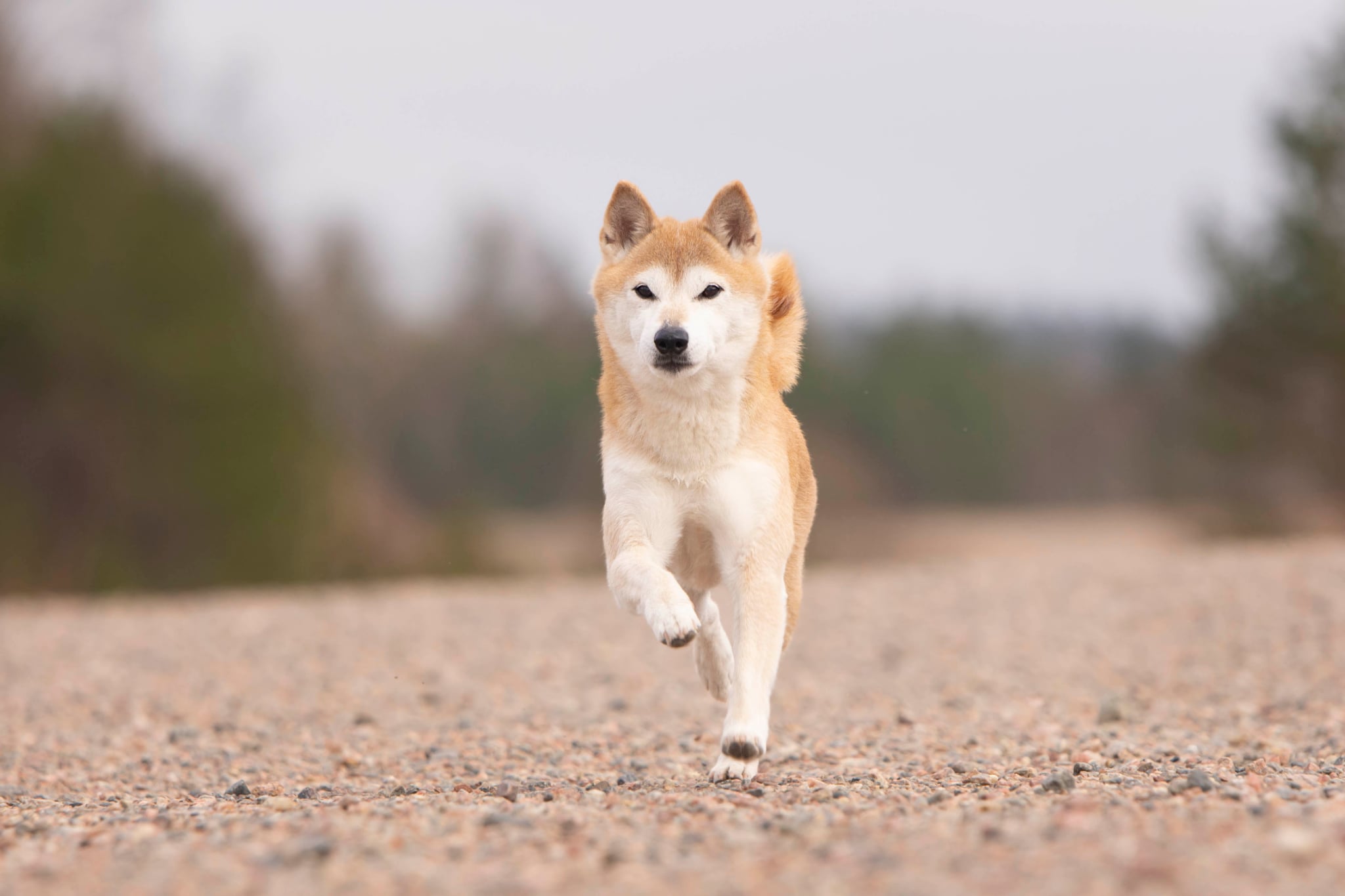 Kirin springer emot kameran