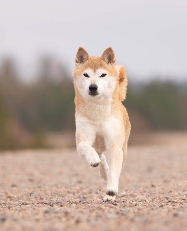 Kirin springer emot kameran