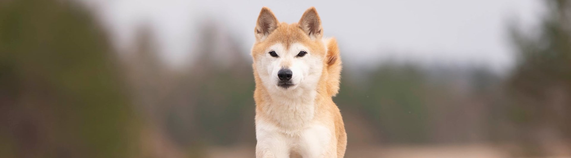 Kirin springer emot kameran