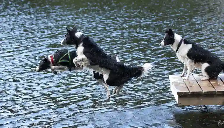 Hundar som hoppar från brygga
