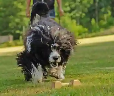 Portugisisk vattenhund som är på väg att apportera en apportbock