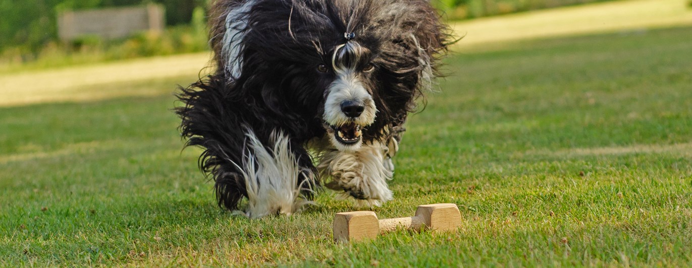 Portugisisk vattenhund som är på väg att apportera en apportbock
