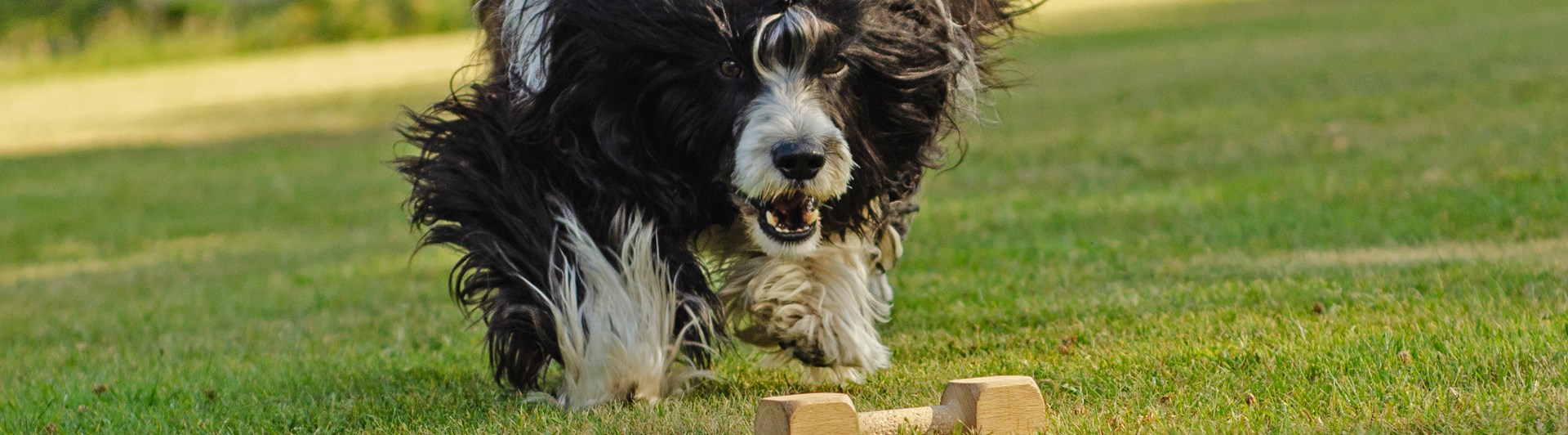 Portugisisk vattenhund som är på väg att apportera en apportbock