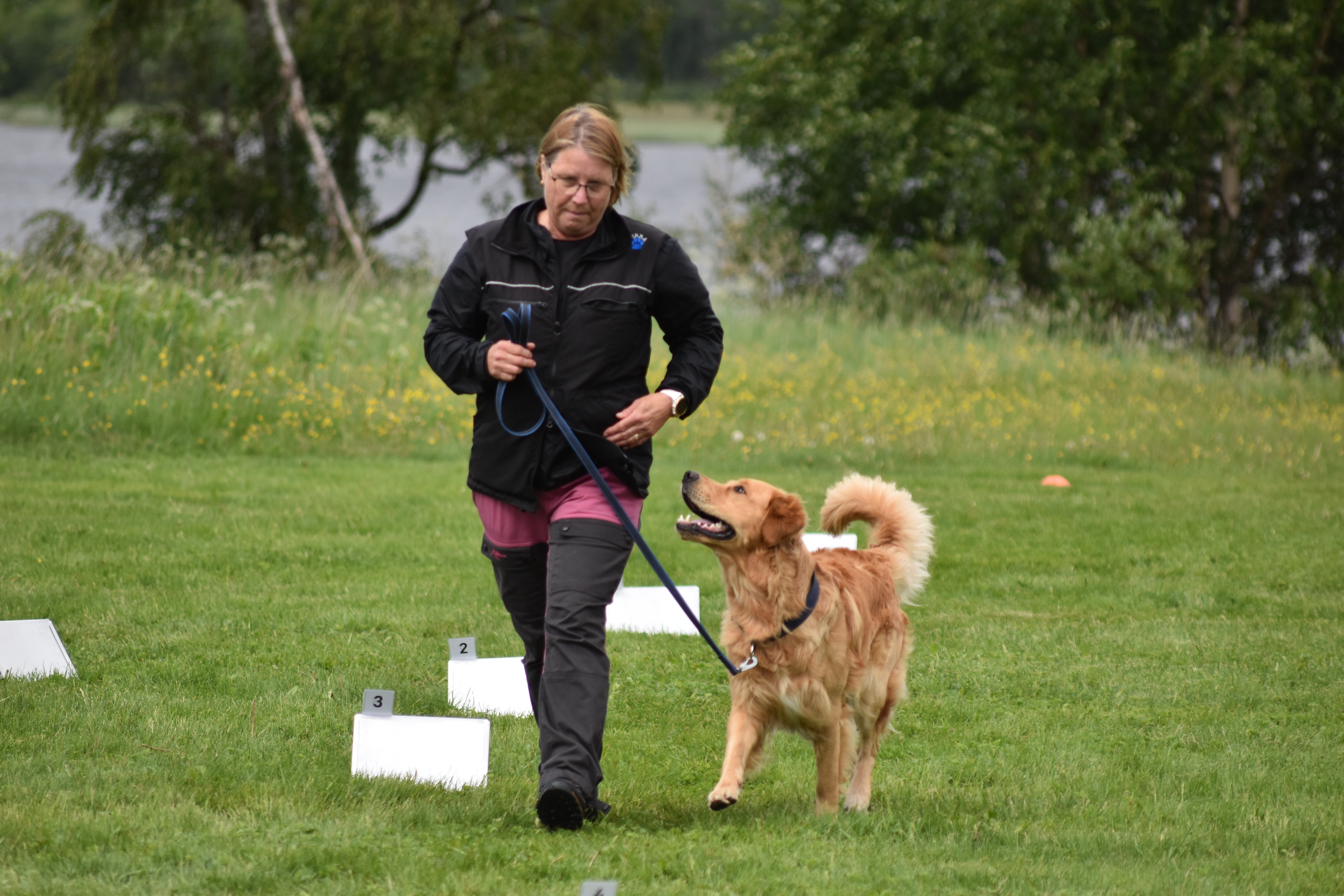 Cattis och golden retrievern Kompis tävlar i rallylydnad.