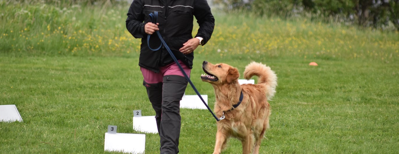 Cattis och golden retrievern Kompis tävlar i rallylydnad.
