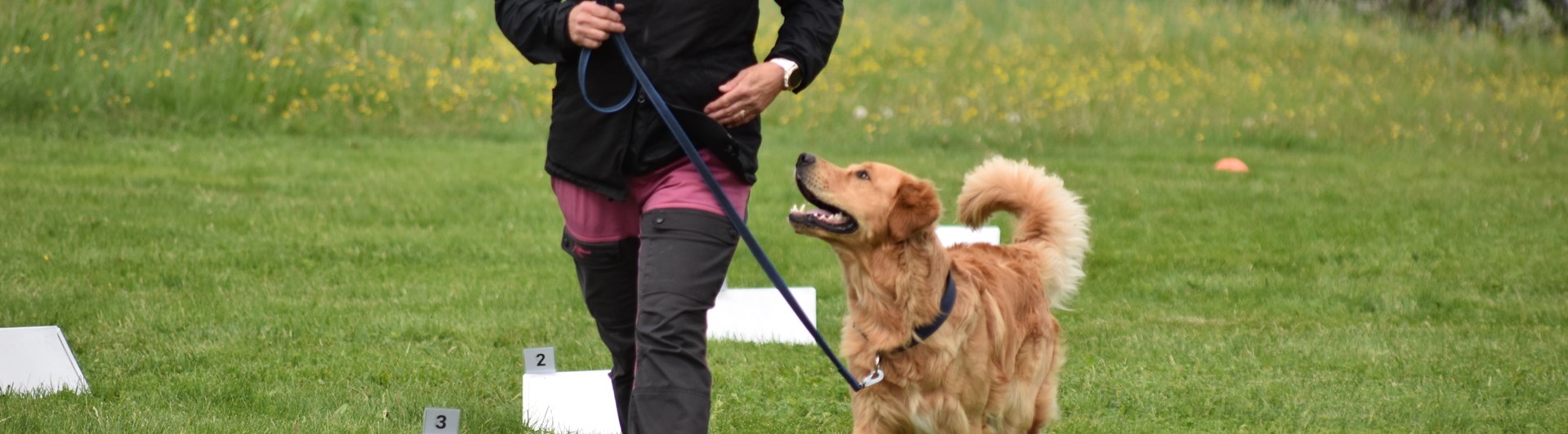 Cattis och golden retrievern Kompis tävlar i rallylydnad.