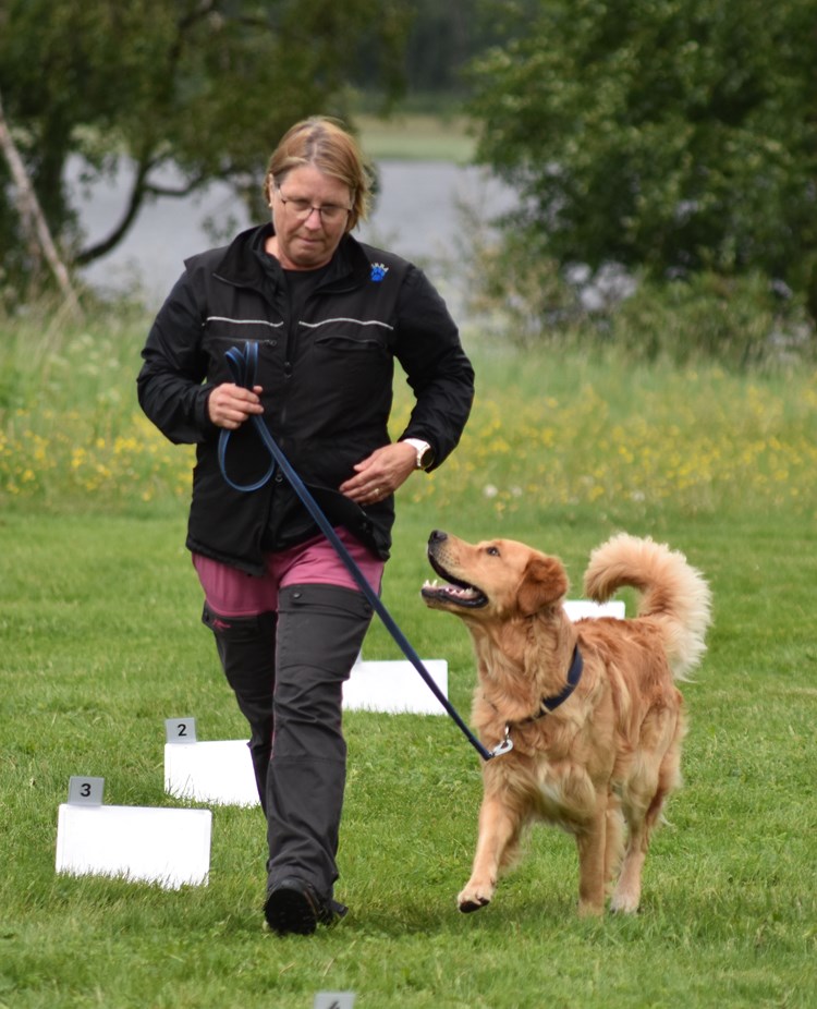 Cattis och golden retrievern Kompis tävlar i rallylydnad.