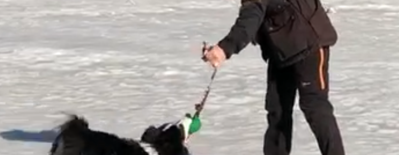 Hund leker med matte på vintern