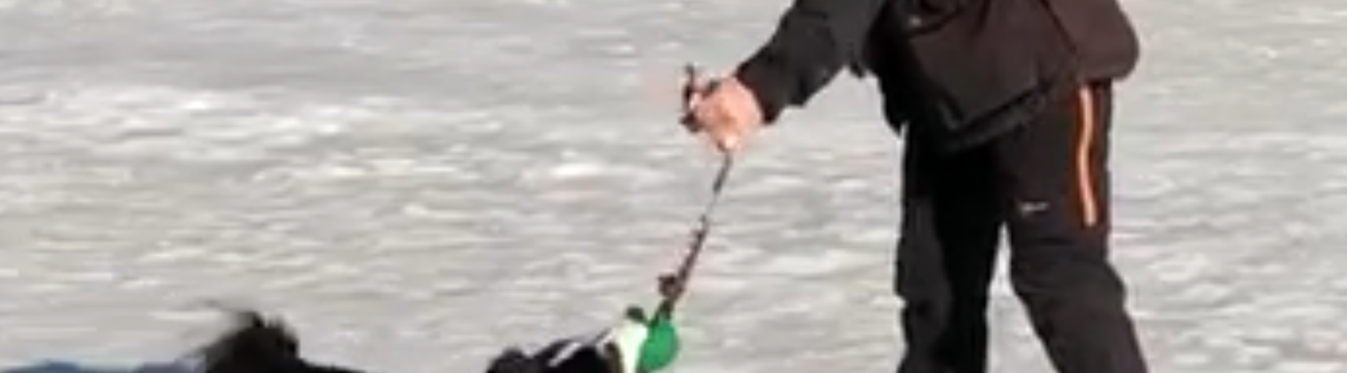 Hund leker med matte på vintern