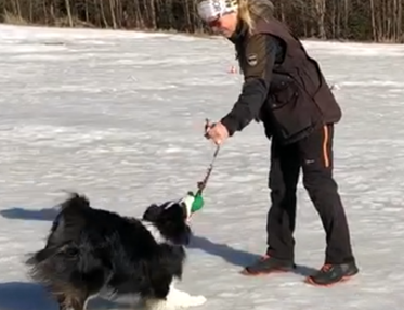 Hund leker med matte på vintern