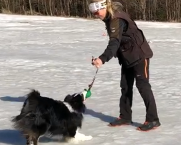 Hund leker med matte på vintern