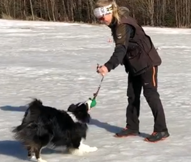 Hund leker med matte på vintern