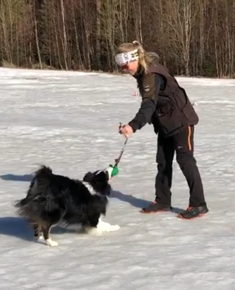 Hund leker med matte på vintern