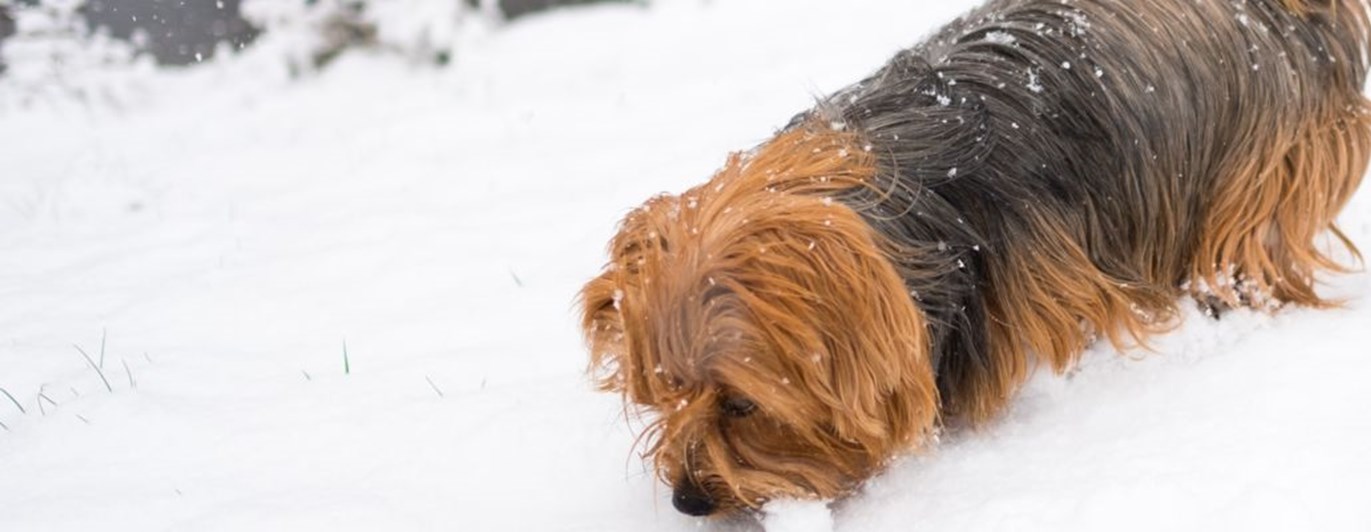 Hund av yorkshireterriertyp nosar på något i snö