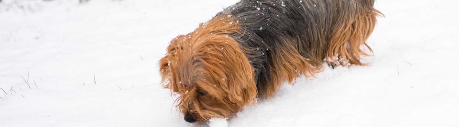 Hund av yorkshireterriertyp nosar på något i snö