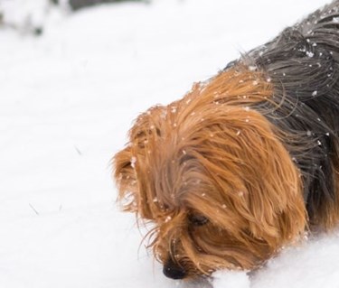Hund av yorkshireterriertyp nosar på något i snö