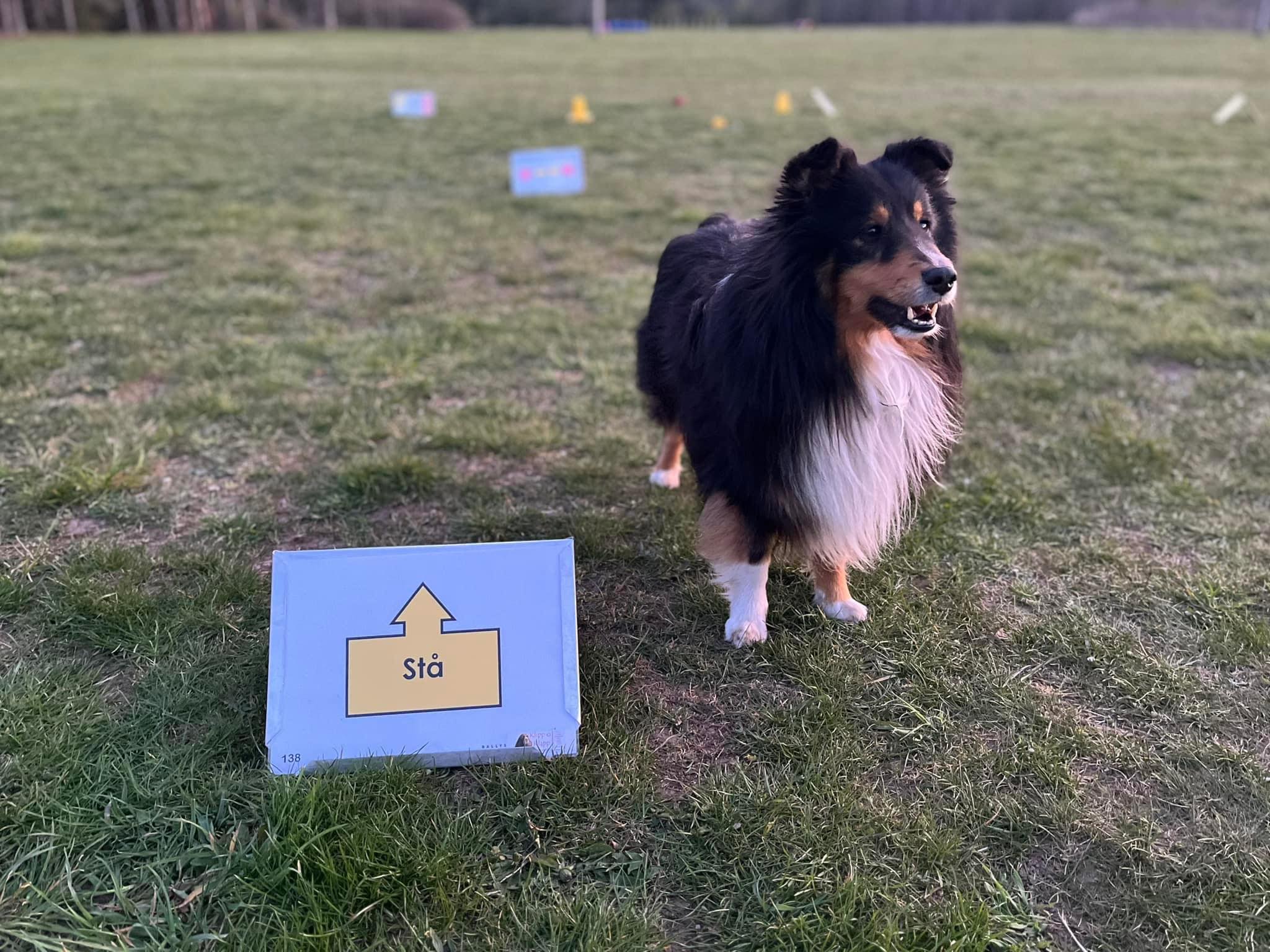 Shetland sheepdog på rallylydnadsbana