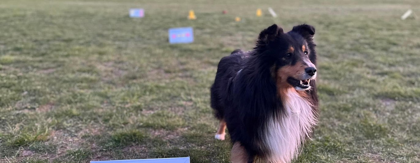 Shetland sheepdog på rallylydnadsbana