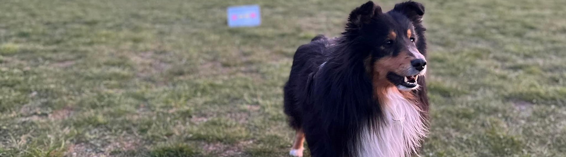 Shetland sheepdog på rallylydnadsbana