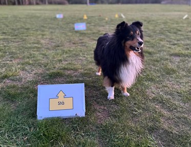 Shetland sheepdog på rallylydnadsbana