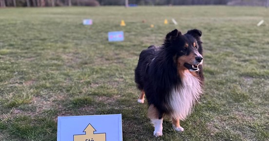 Shetland sheepdog på rallylydnadsbana