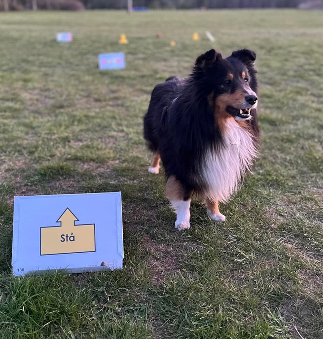 Shetland sheepdog på rallylydnadsbana