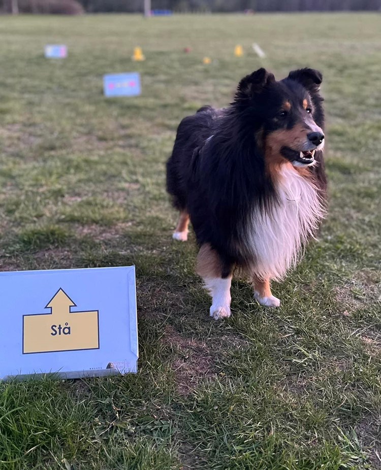 Shetland sheepdog på rallylydnadsbana