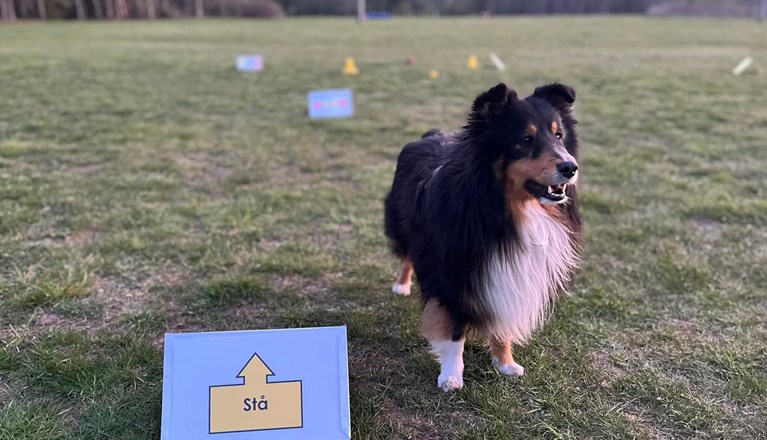 Shetland sheepdog på rallylydnadsbana