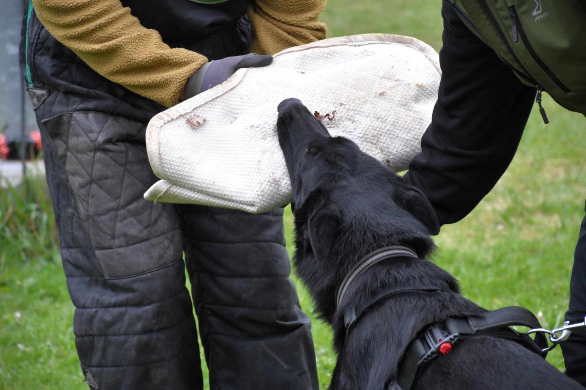 Indie biter i sv-skyddsärm. Träning