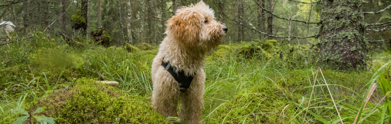 Liten, ljus, hund av pudeltyp i skogen