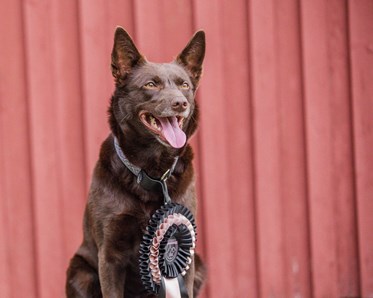 KM vinnare 2024 i Rallylydnad Nybörjarklass: Karin Nygren Kind & Ami
