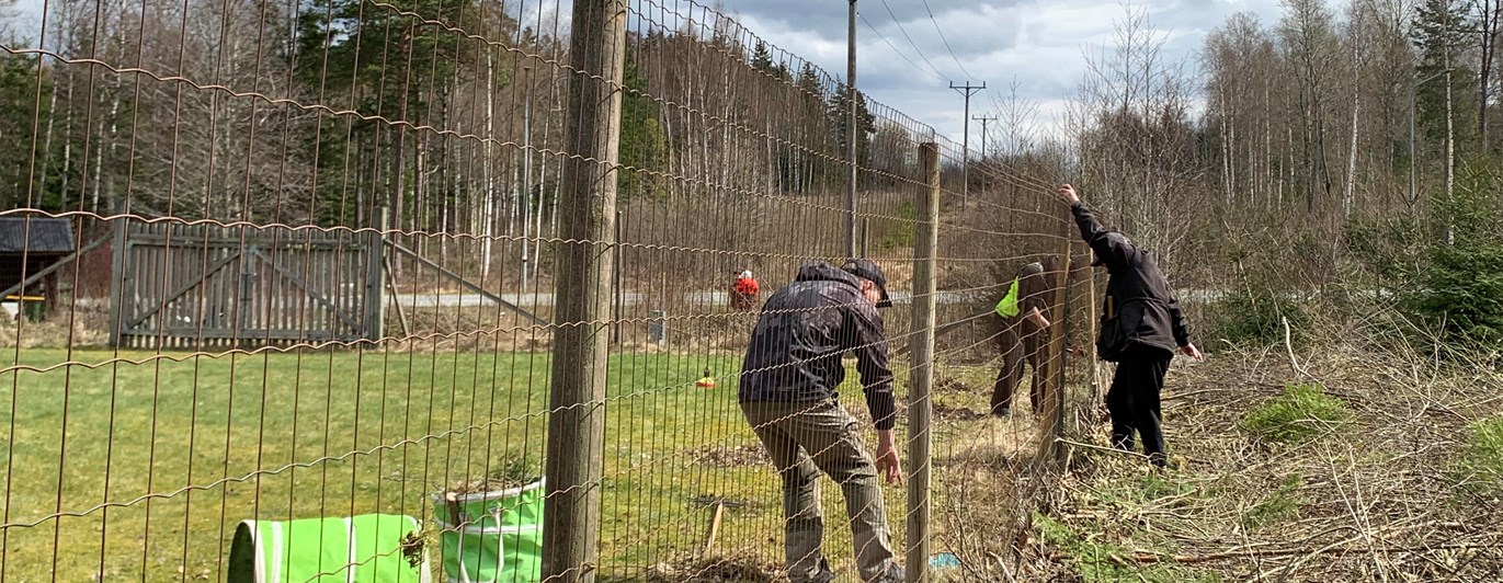 Personer som laggar ett staket.