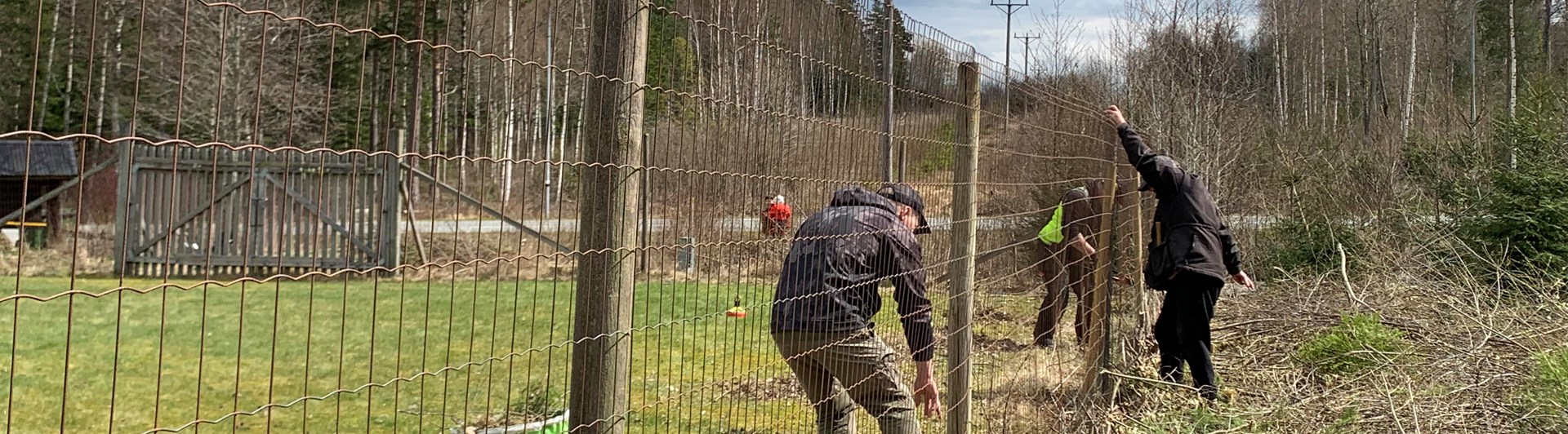 Personer som laggar ett staket.