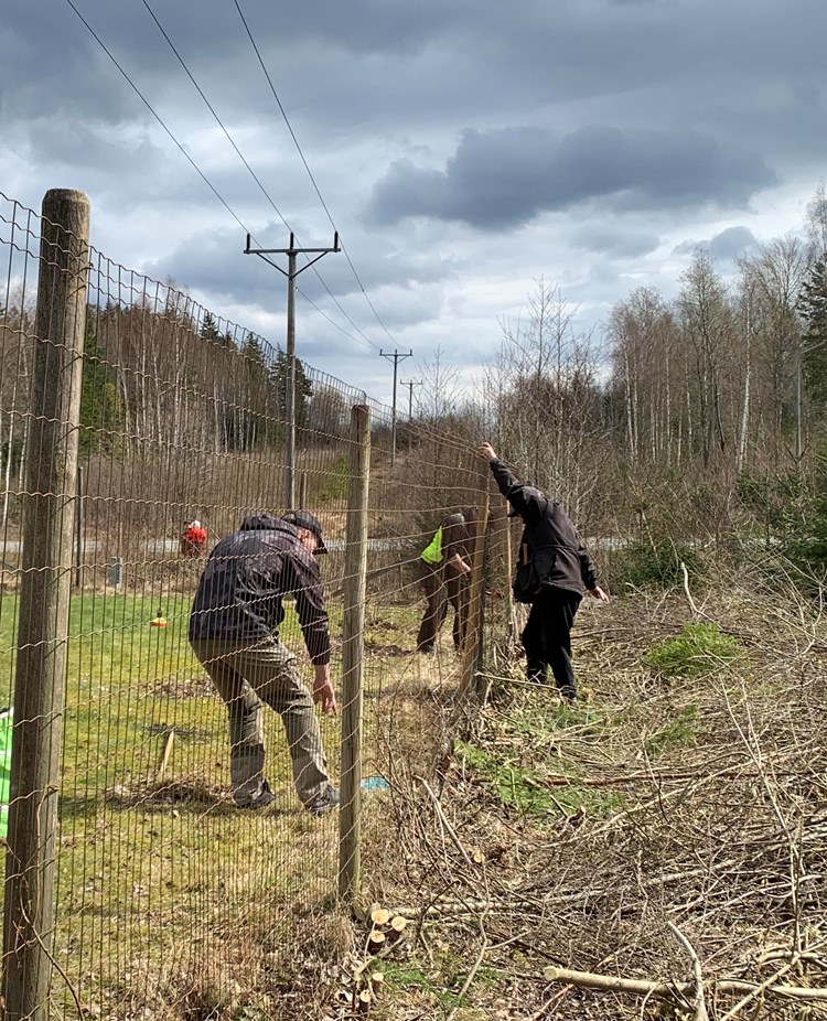 Personer som laggar ett staket.