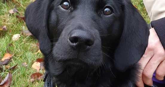 Svart labradorvalp
