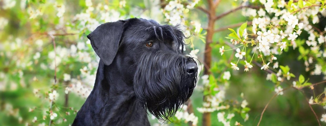 Svart riesenschnauzerhuvud framför blommande träd