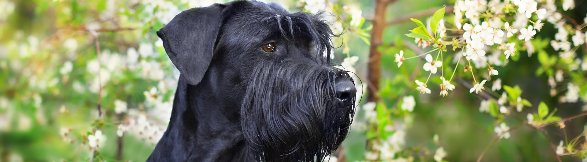 Svart riesenschnauzerhuvud framför blommande träd