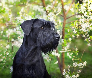 Svart riesenschnauzerhuvud framför blommande träd