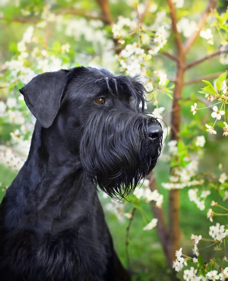 Svart riesenschnauzerhuvud framför blommande träd