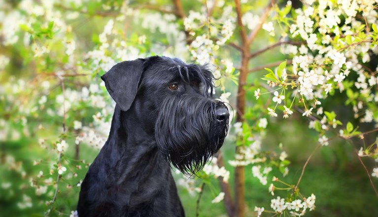 Svart riesenschnauzerhuvud framför blommande träd