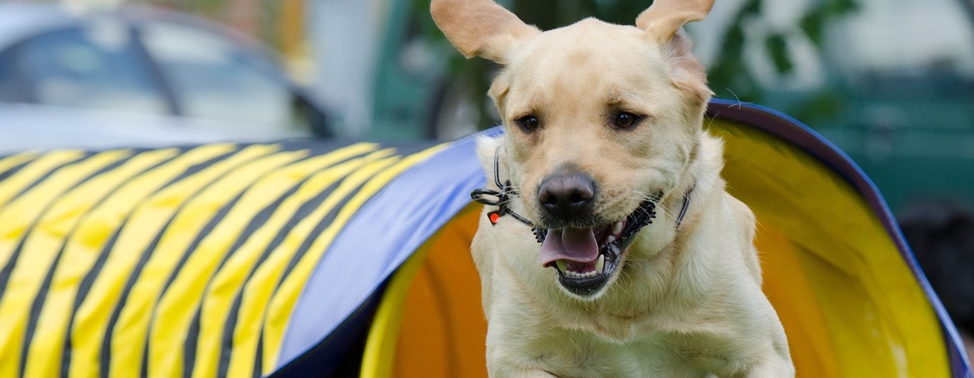 Labrador som kommer springandes ur en tunnel