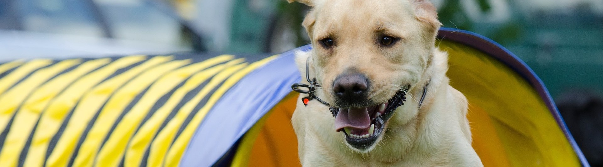 Labrador som kommer springandes ur en tunnel