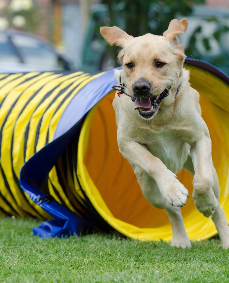 Labrador som kommer springandes ur en tunnel