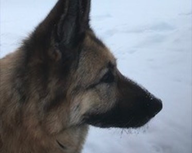 Bild på schäferhuvud