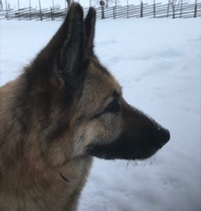 Bild på schäferhuvud