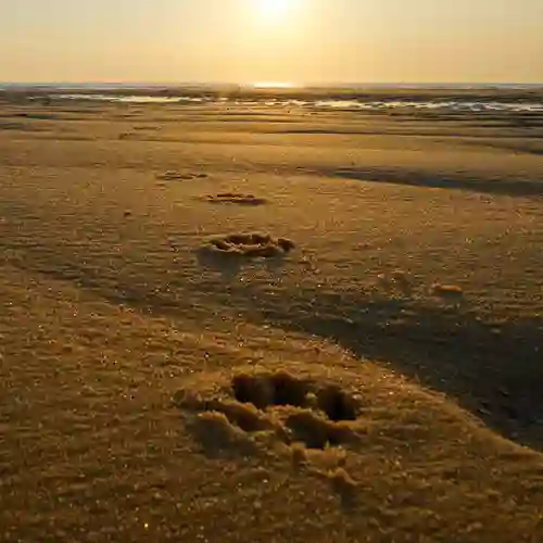 Bild som visar tassavtryck i sand.