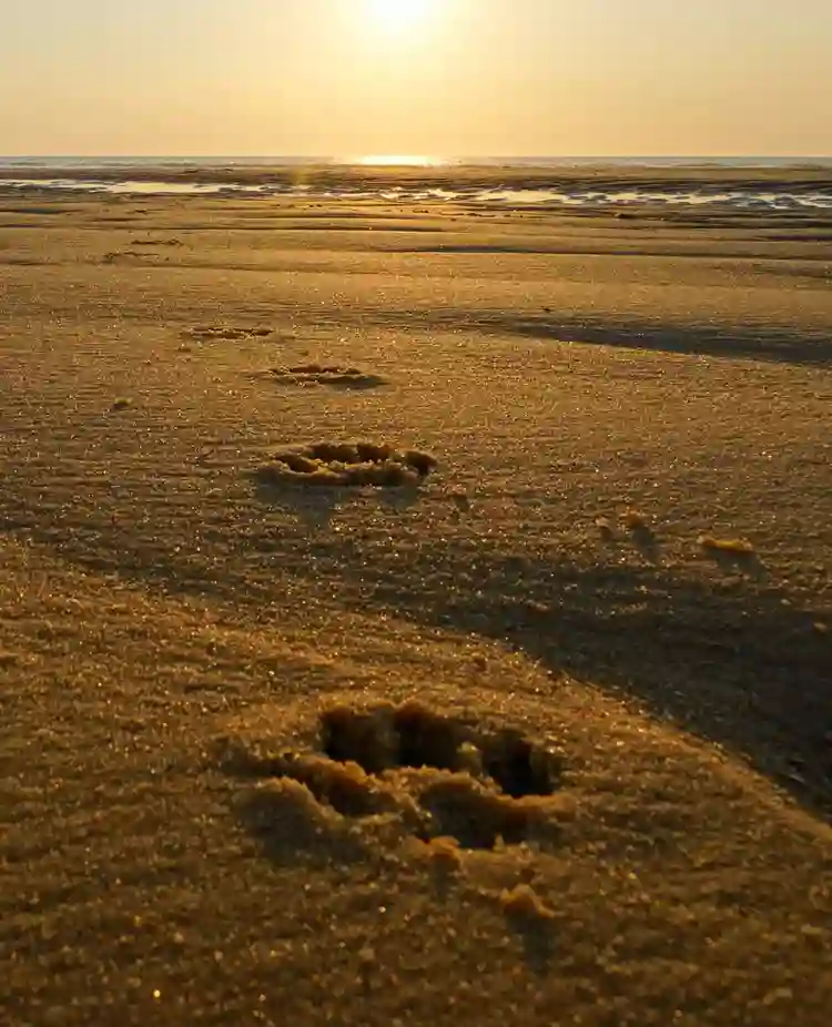 Bild som visar tassavtryck i sand.