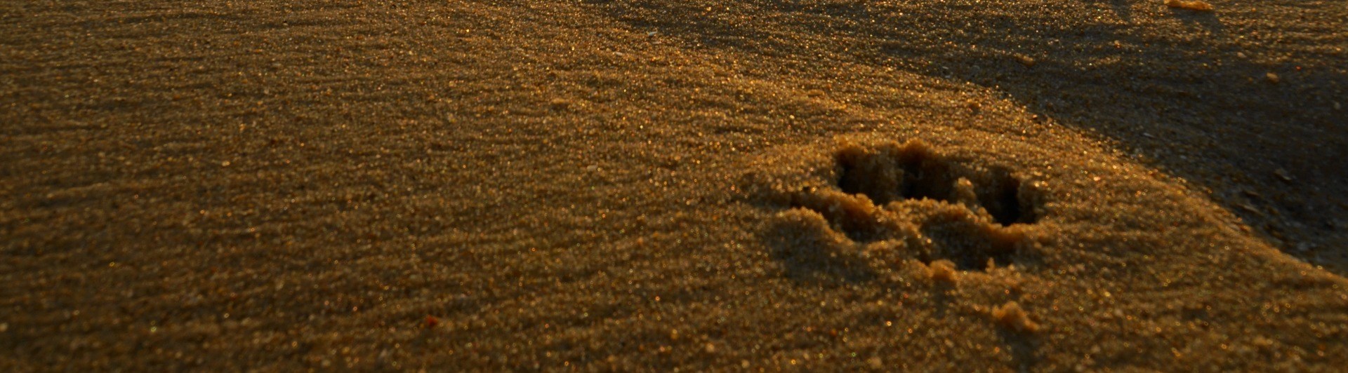 Bild som visar tassavtryck i sand.