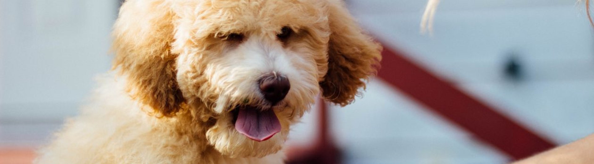 Ansiktsbild på hund av pudeltyp