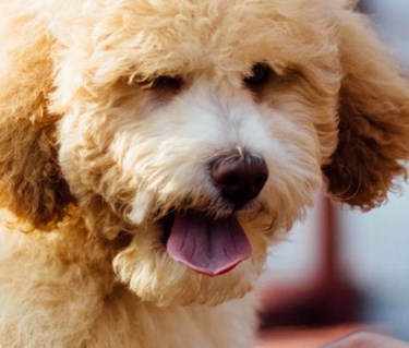 Ansiktsbild på hund av pudeltyp